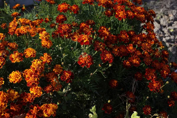 Gros Plan Des Fleurs Florissantes Étonnantes — Photo