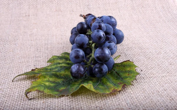 Grape Bagging Wine Grape Variety — Stock Photo, Image