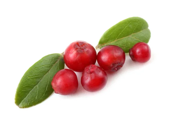 Cranberry Pada Latar Belakang Putih — Stok Foto