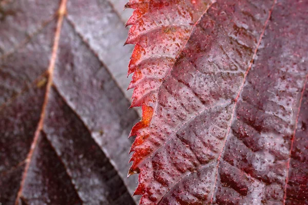 Zbliżenie Jasnych Liści Jesieni — Zdjęcie stockowe