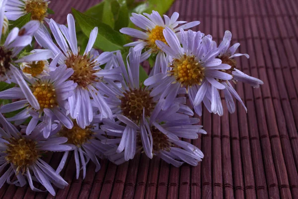 Close Van Verbazingwekkende Bloeiende Bloemen — Stockfoto