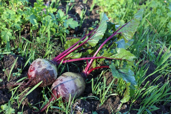 新鲜甜菜和绿芽 — 图库照片