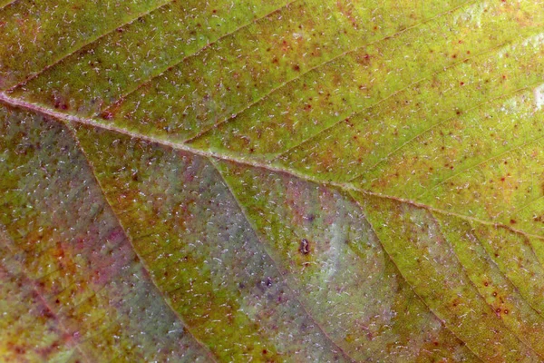 Jesienny Strzał Makro Liści Teksturowane Tło — Zdjęcie stockowe