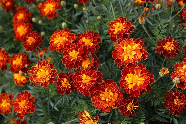 Gros Plan Des Fleurs Florissantes Étonnantes — Photo