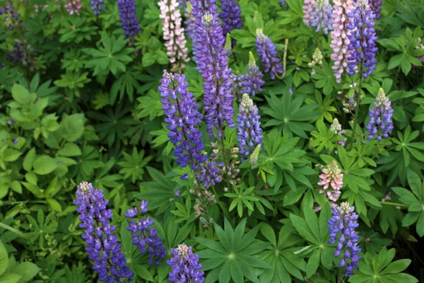 Büyüyen menekşe ve pembe lupin