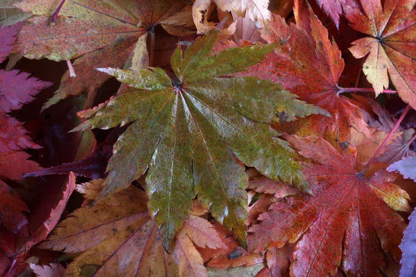 Nahaufnahme Von Abgefallenen Herbstblättern — Stockfoto