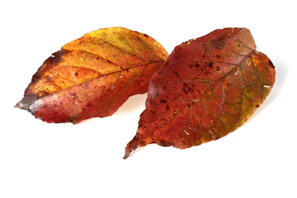 Herfst Bladeren Geïsoleerd Witte Achtergrond — Stockfoto