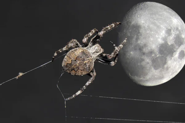 Orb Weaver Pavouk Velký Měsíc — Stock fotografie