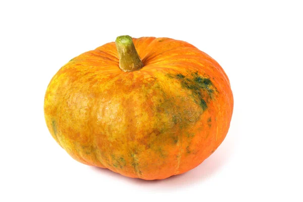 Pumpa Isolerad Vit Bakgrund — Stockfoto