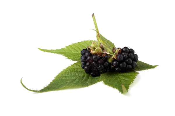 Close Fresh Blackberries Harvest — Stock Photo, Image