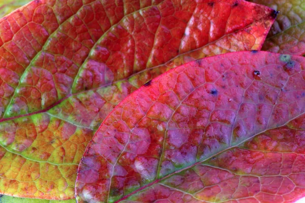 秋の紅葉の終わり — ストック写真