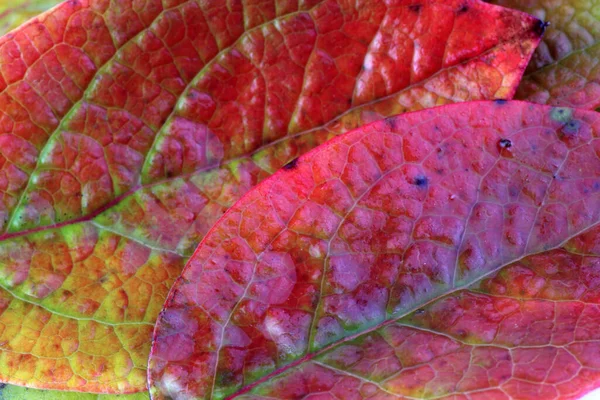 Primer Plano Las Hojas Caídas Otoño — Foto de Stock