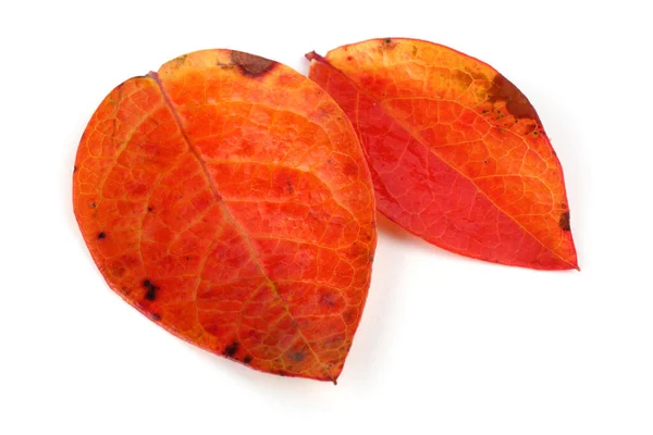 Herfst Bladeren Van Bosbes Witte Achtergrond — Stockfoto