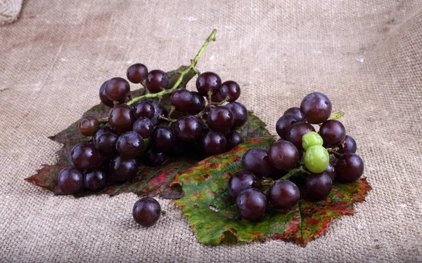 Black wine grape on bagging