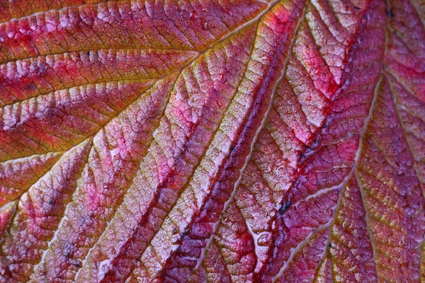 Sonbahar Yapraklı Makro Shot Desenli Arkaplan — Stok fotoğraf