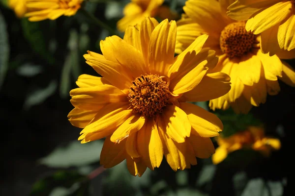 Crescer Flores Heliopse Feche Acima — Fotografia de Stock