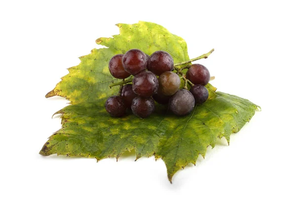 Trauben Auf Herbstblättern Rebsorte Für Rotwein — Stockfoto