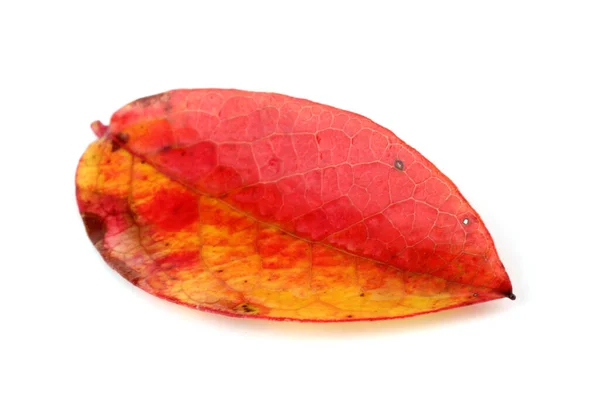 Autumn Blueberry Leaf Isolated White — Stock Photo, Image