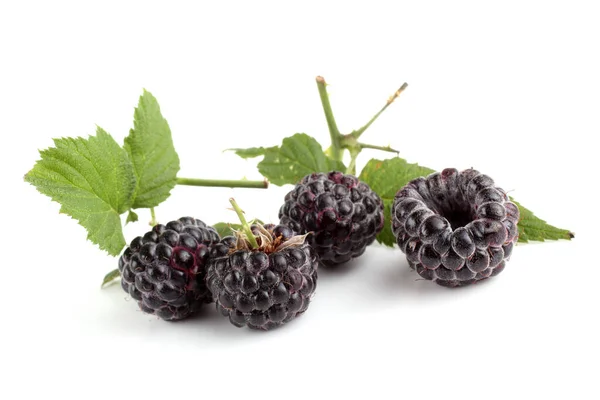 Beyaz üzerinde siyah ahududu (Rubus oksittalis) ve yaprak izole