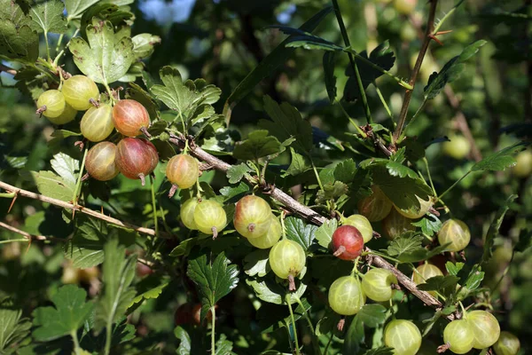 Tutup Dari Gooseberry Matang Segar — Stok Foto