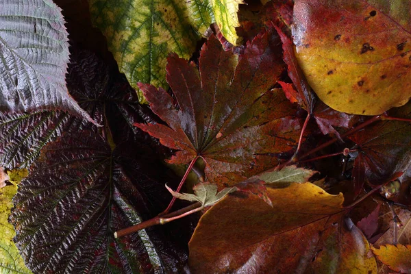 Close Fallen Autumn Leaves — Stock Photo, Image