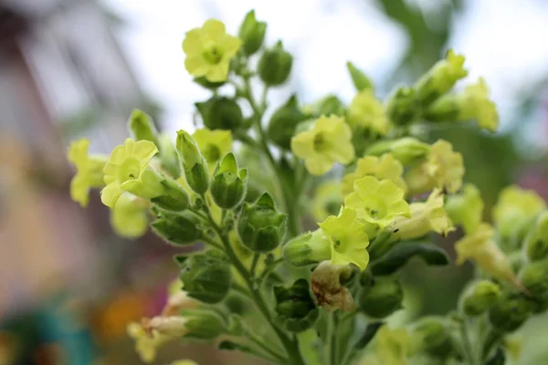 Mapacho Plantas Tabaco Flores — Fotografia de Stock