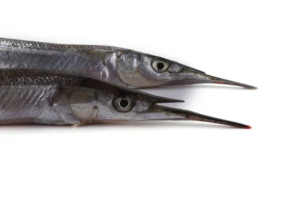 Garfish Isoliert Auf Weiß — Stockfoto