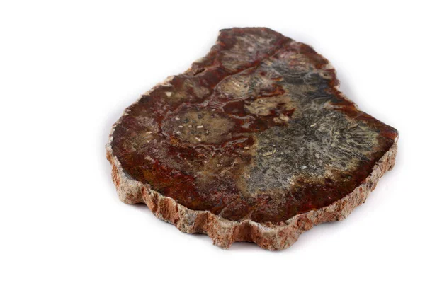 Beyaz Üzerine Izole Edilmiş Antik Ahşap Fosili — Stok fotoğraf