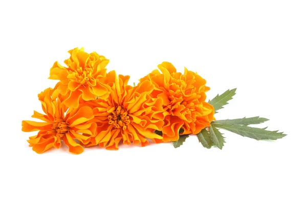 Marigold Květiny Izolované Bílém Pozadí — Stock fotografie