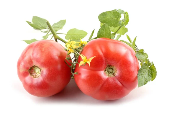 Sabrosos Tomates Maduros Sobre Fondo Blanco — Foto de Stock