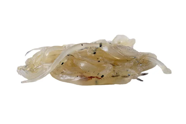 Pez Hielo Japonés Salangichthys Microdon — Foto de Stock