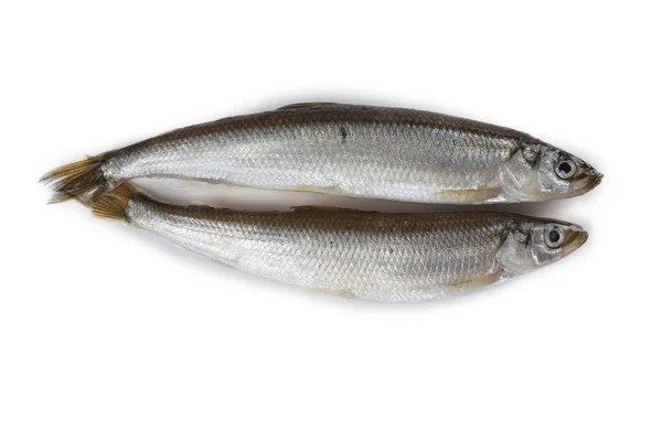 Pescado Olfateado Asiático Aislado Blanco — Foto de Stock