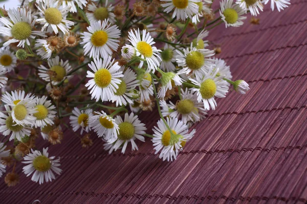 Primo Piano Incredibili Fiori Fiore — Foto Stock