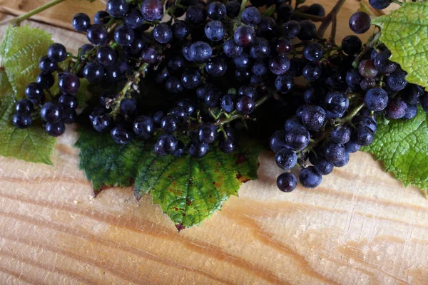 Colheita Outono Uva Para Vinho Tinto — Fotografia de Stock