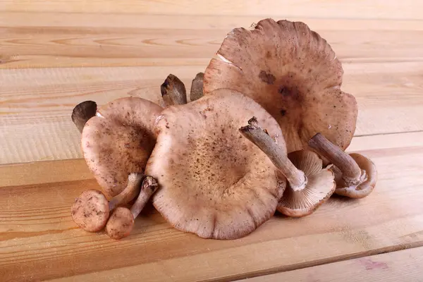 Champignons Miel Sur Table — Photo