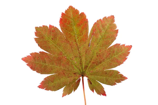 Herfst Esdoorn Bladeren Geïsoleerd Witte Achtergrond — Stockfoto