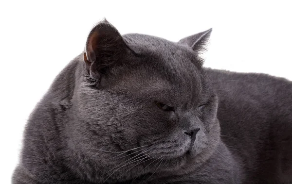Cute Gray Cat Lying Close — Stock Photo, Image