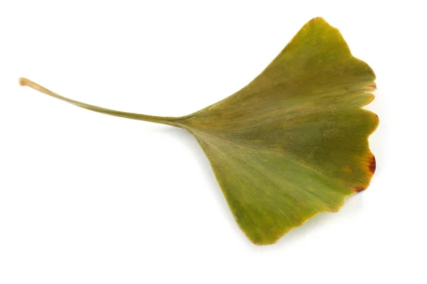 Autumn Ginkgo Leaf Isolated White — Stock Photo, Image