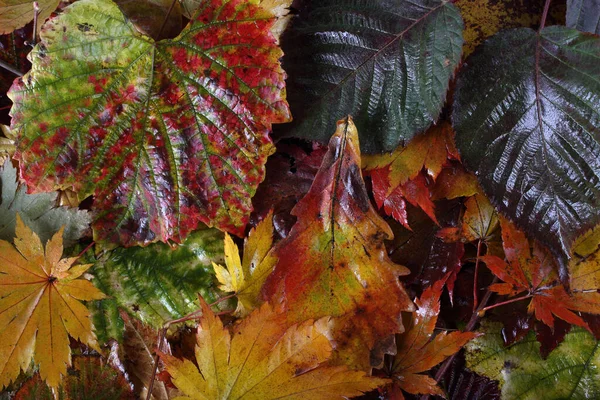 Primer Plano Las Hojas Caídas Otoño —  Fotos de Stock