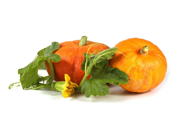 Zucca Isolata Sfondo Bianco — Foto Stock