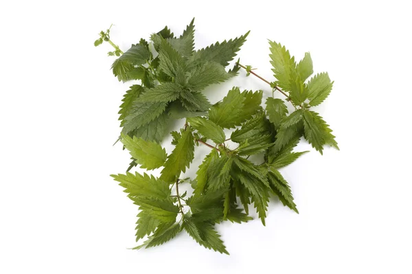 Nettle Elszigetelt Fehér — Stock Fotó