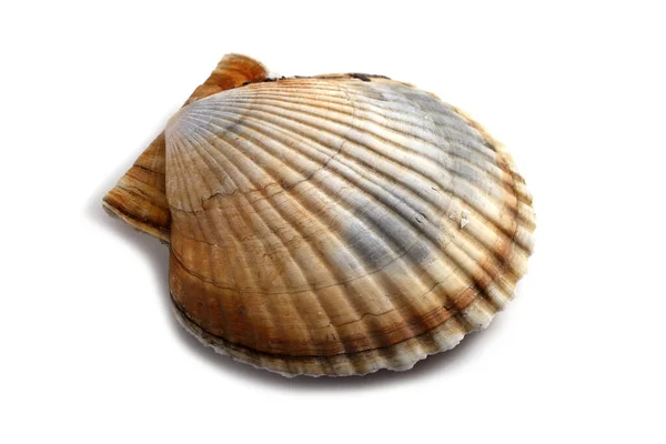 Scallop Izolowany Białym — Zdjęcie stockowe