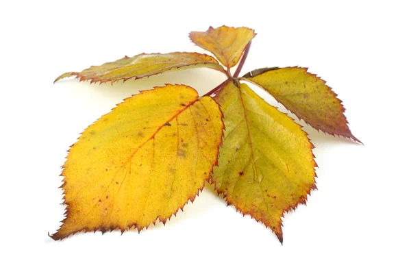 Herfst Bladeren Van Bramen Witte Achtergrond — Stockfoto