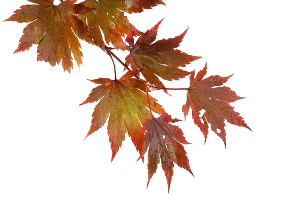 Herbst Blätter Isoliert Auf Weißem Hintergrund — Stockfoto