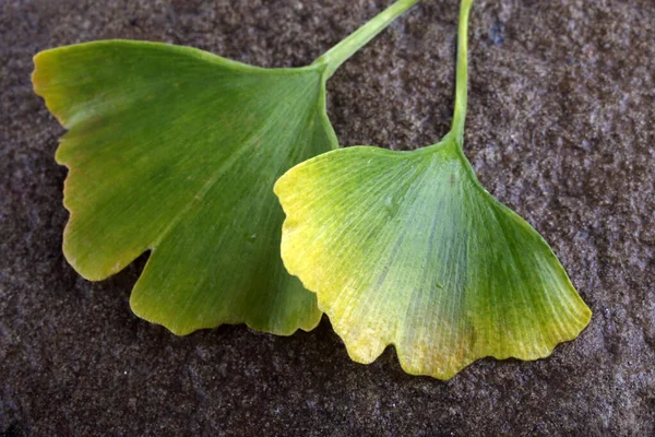 Autumn ginkgo leaves on stone