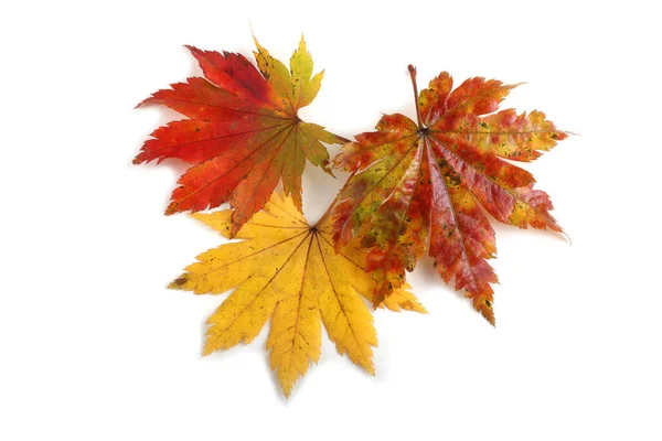 Autumn Leaves White Background Royalty Free Stock Images