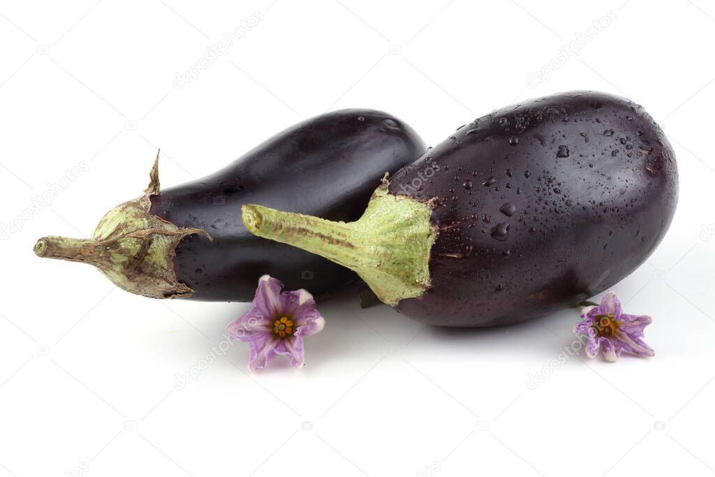 black eggplant isolated on white background