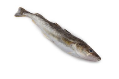 Safran morina balığı beyazda izole edilmiş.