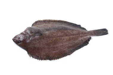 Düz başlı taban (Hipoglossoides elassodon) beyaz üzerinde izole