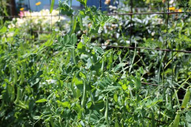 Bezelye yetiştiriyorum. Genç çiçekler ve kapsüller